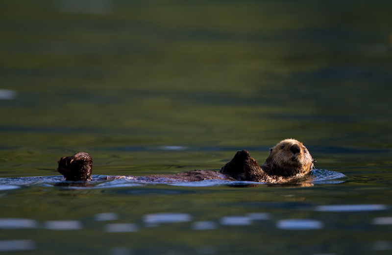 Sea Otter